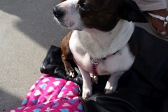 Homeless dog on Easter in downtown San Diego