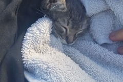 A homeless man's kitten in downtown San Diego.