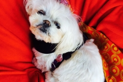 Gizelle rests in her baby carriage after a hard night of serving the homeless.