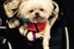 Gizelle in her stroller hanging out!