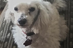 Homeless Dog Goya finds a home with former homeless woman Diane