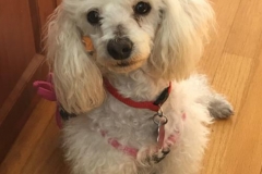 Goya got rescued by Diane!