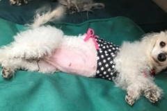 Former homeless dog Goya